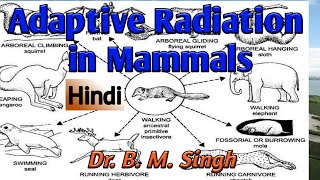 Adaptive Radiations in Mammals Hindi [upl. by Davidoff]