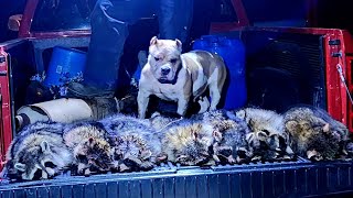 BULLYBOYZHUNTING FEMALE AMERICAN BULLY GETS 7 COON LASTNIGHT [upl. by Gyimah710]