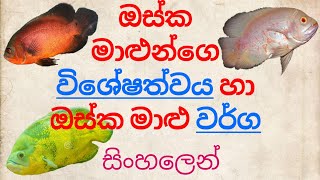 Types of OSCAR fish amp Their Specialty in Sinhala [upl. by Tnomyar]