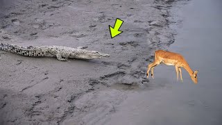 ESSE ANTILOPE NÃO SABIA QUE O CROCODILO IA FAZER ISSO [upl. by Sanfred547]