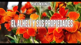 EL ALHELÍ CUIDADOS USOS Y PROPIEDADES  PLANTAS MEDICINALES [upl. by Luhe]