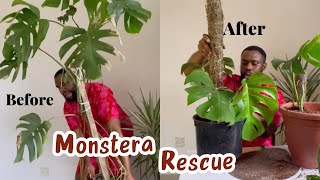 How to rescue a Monstera that looks like a complete hot mess omg [upl. by Nedarb402]