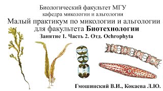 Малый практикум для студентов фта Биотехнологии 1 занятие Часть 2 Отдел Ochrophyta [upl. by Trinette]