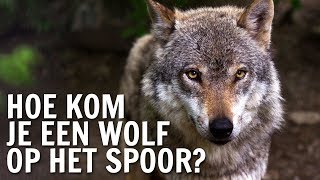 Hoe kom je een wolf op het spoor  De Buitendienst over de Wolf [upl. by Oniluap]