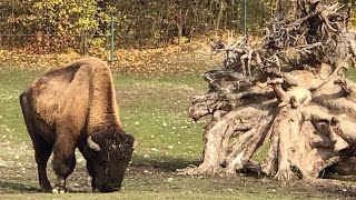 Bisons in Reality  theHunter call of the wild  Yukon Valley Music Theme [upl. by Erika]