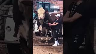 Braford viralvideo cow youtubeshorts cholistanibachrequrbani2024 [upl. by Kirsteni344]