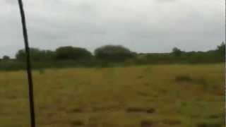 Hunting Nilgai Texas Style [upl. by Faxun]