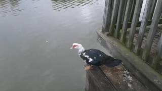 Muscovy ducks flying [upl. by Yrebmik361]