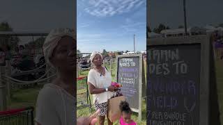 Lavender Festival Review  Mama Michelle content [upl. by Lleddaw]