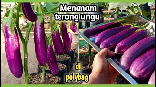 menanam terong ungu di polybag  berbuah besar [upl. by Raleigh]