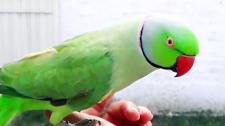 Indian Ringneck Parrot talking and whistling cute bird [upl. by Egiedan]