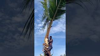 Tree cutting channel  Aravind Kanyakumari 8248851253 [upl. by Zeitler]