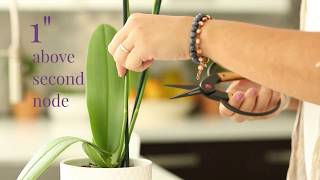 How do I care for my orchids after blooming ends [upl. by Roxanne]