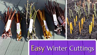 Easy Winter Cuttings Hardwood Propagation [upl. by Caprice]