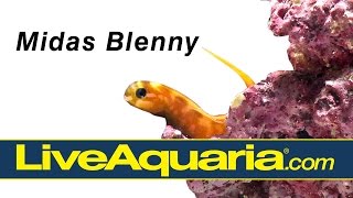 Midas Blenny Ecsenius midas  LiveAquariacom [upl. by Krilov]