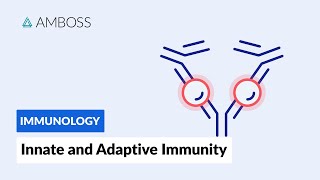 Innate and Adaptive Immunity Types of Immune Responses Full version [upl. by Keryt]