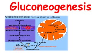 Gluconeogenesis [upl. by Rebmeced153]