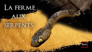 Une Ferme Pleine de Serpents   AMDE 12 [upl. by Lamrouex775]