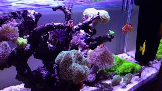 120L reef tank [upl. by Drawoh]