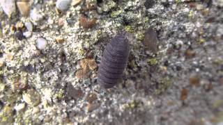 Rough woodlouse  Porcellio scaber  Grápöddur  Grálodda  Skordýr  Krabbadýr  Garðpöddur [upl. by Eedyah]