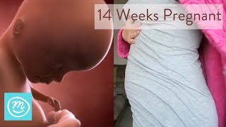 14 Weeks Pregnant What You Need To Know  Channel Mum [upl. by Eveneg121]