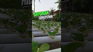 Tanam Pakcoy hidroponik shorts hidroponik [upl. by Aznarepse]