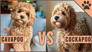 Cavapoo vs Cockapoo  Compare Two Poodle Mix Breeds [upl. by Aneehsar]