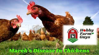 Mareks Disease In Chickens What It Is amp How To Prevent It [upl. by Moraj]