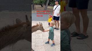 せんべいを食べているかわいい赤ちゃん 奈良の鹿  Nara Park deer in japan deerpark japan [upl. by Margalo]