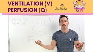 Ventilation V Perfusion Q Coupling [upl. by Assirk]