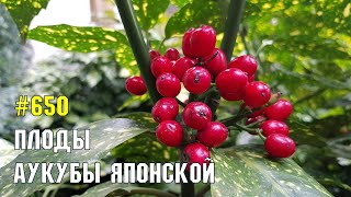 Плоды аукубы японской  Жизнь в Адлере [upl. by Abott]