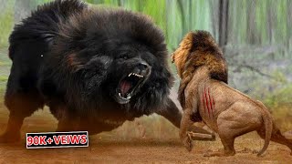 Lion Vs Tibetan Mastiff Video Tibetan Mastiff Vs Lion In a RealFight PITDOG [upl. by Tam]