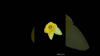 Beautiful blooming flower time lapse video timelapse [upl. by Yecrad]