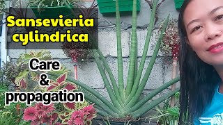 Snake plants Sansevieria Cylindrica care and propagation [upl. by Guinn]