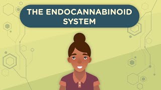 The Endocannabinoid System Part 1 [upl. by Takken]