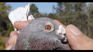 Racing Pigeons that WIN  Houben x Janssen x Calias [upl. by Tarah106]