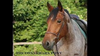 THE CONNEMARA PONY [upl. by Suoicul]