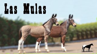 Las Mulas 🐴Del Cerro Soy [upl. by Ellata]