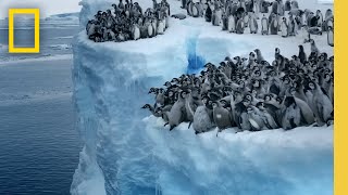 Emperor penguin chicks jump off a 50foot cliff in Antarctica NEVERBEFOREFILMED FOR TV  Nat Geo [upl. by Stearne466]