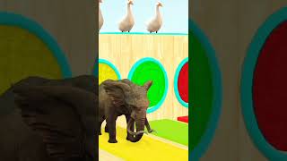 5 Giant Duck Animals Cartoons part 2 duckandgoose cartoon fountaincrossing 3danimals [upl. by Noislla]