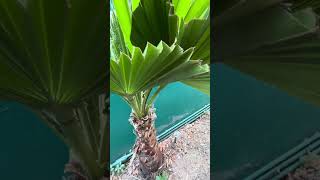 Weird Washingtonia robusta [upl. by Sheilah]