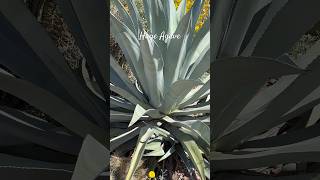 Huge Agave agaveplant 미국여행 botanicalgarden 식물원 식집사 アリゾナ サボテン アガベ 아가베 알로에 [upl. by Atilrep]