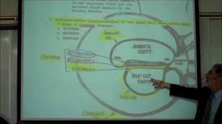 INTRO TO HUMAN EMBRYOLOGY PART 1 by Professor Fink [upl. by Ntsuj]