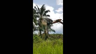 Excavator Mulching Oil Palm Tree [upl. by Aineval]