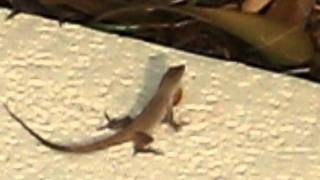 Lizard From Florida Doing quotPush Upsquot [upl. by Gundry]