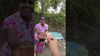 ✨Road side of Sri Lanka 🇱🇰  Sri Lankan vegetable  බන්ඩක්කා🤩 [upl. by Nanfa]