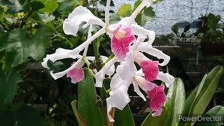 Cattleya purpurata var carnea [upl. by Nirrat]