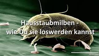 Hausstaubmilben – wie Du sie loswerden kannst [upl. by Carlina]