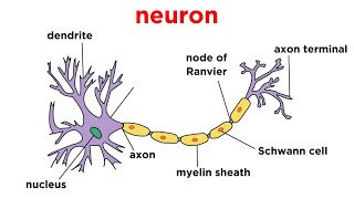 Types of Tissue Part 4 Nervous Tissue [upl. by Webb]