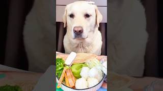 Healthy Food For Dog quot dogfood doglover shorts [upl. by Adnawyt]